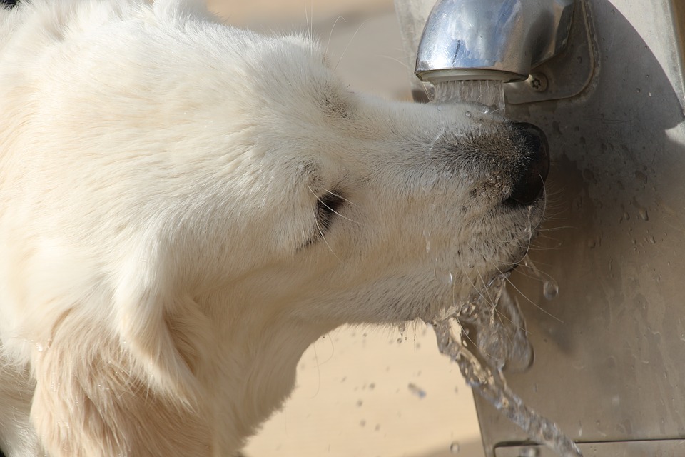 Quantité d'eau pour chien