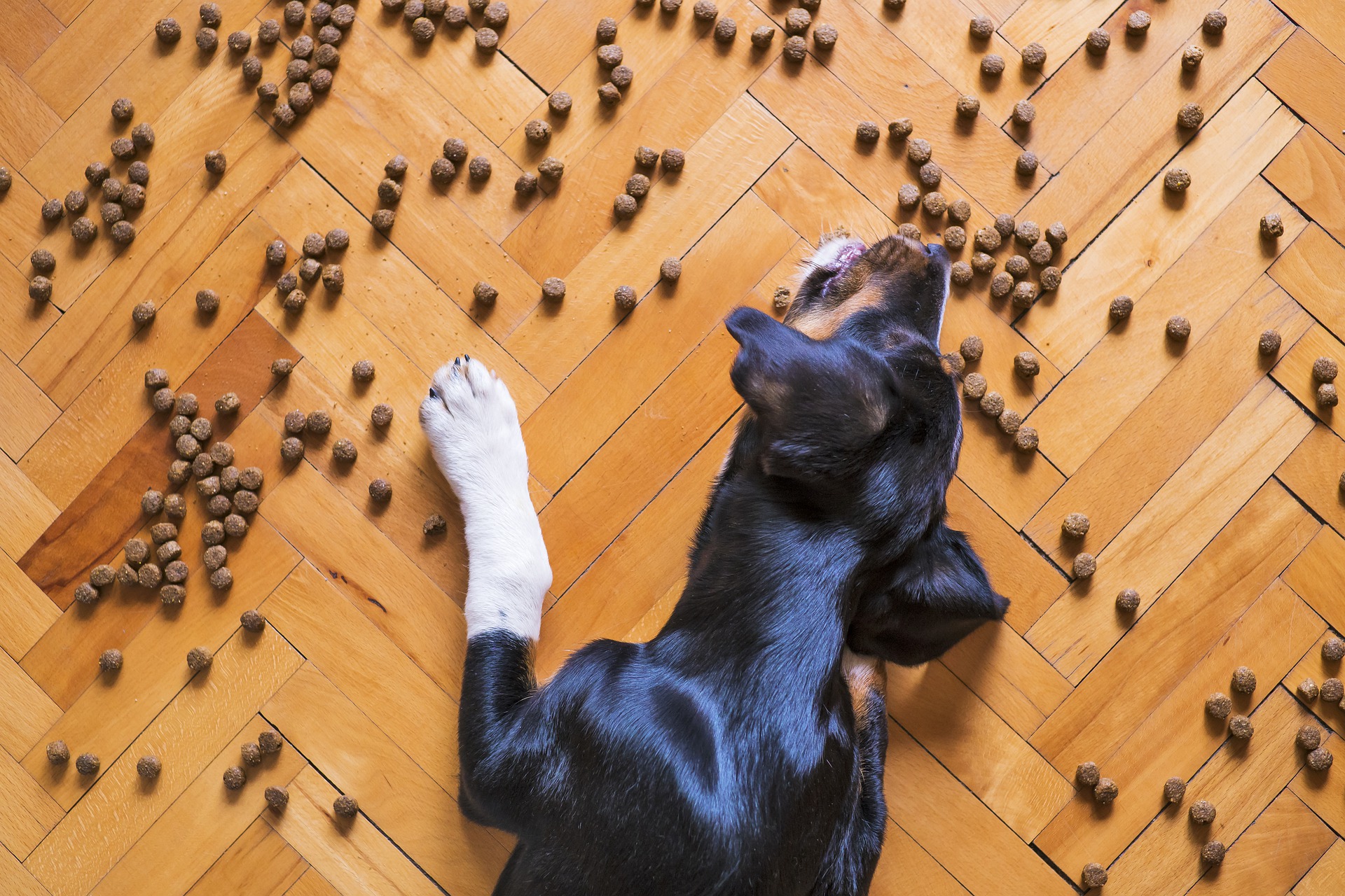 Comment traiter les allergies alimentaires d’un chien ?