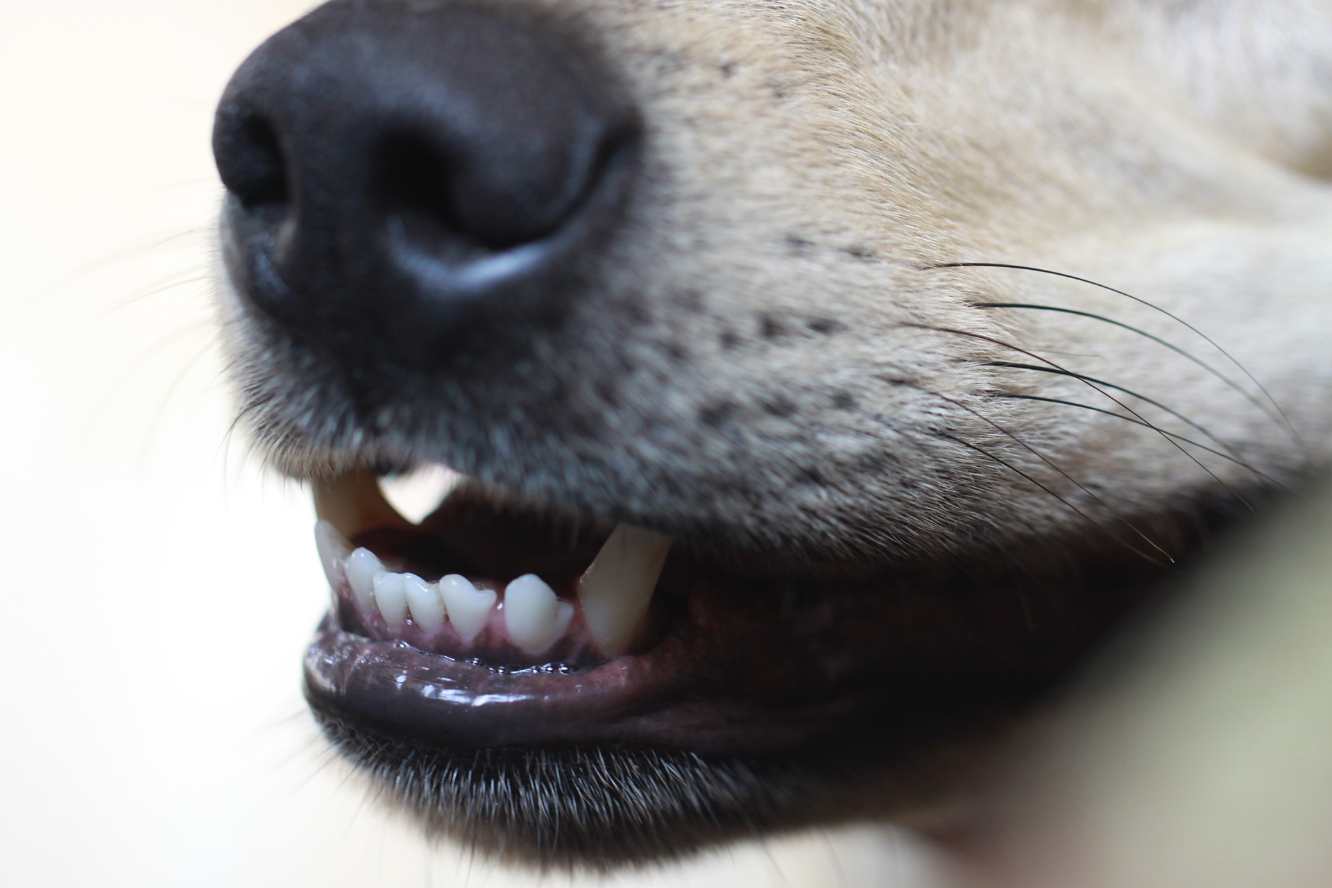 Soigner les dents de son chien : nos conseils