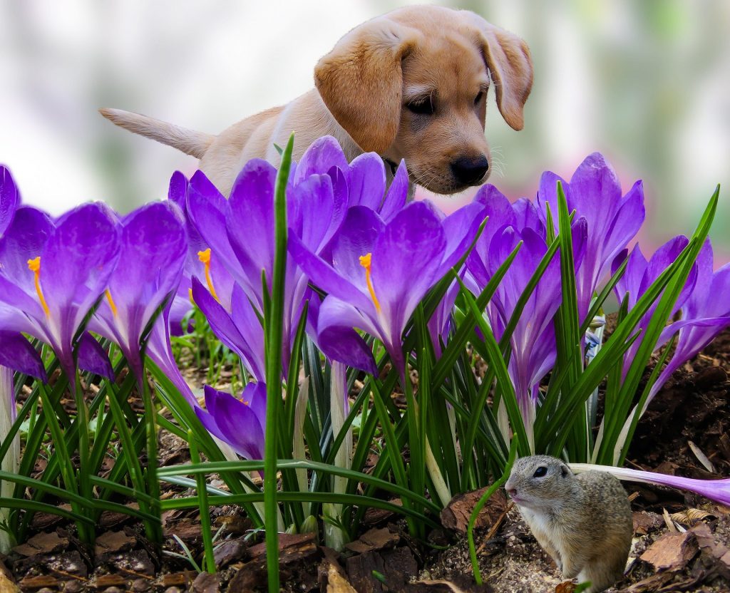 danger chien printemps