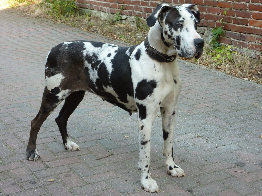 chien noir et blanc