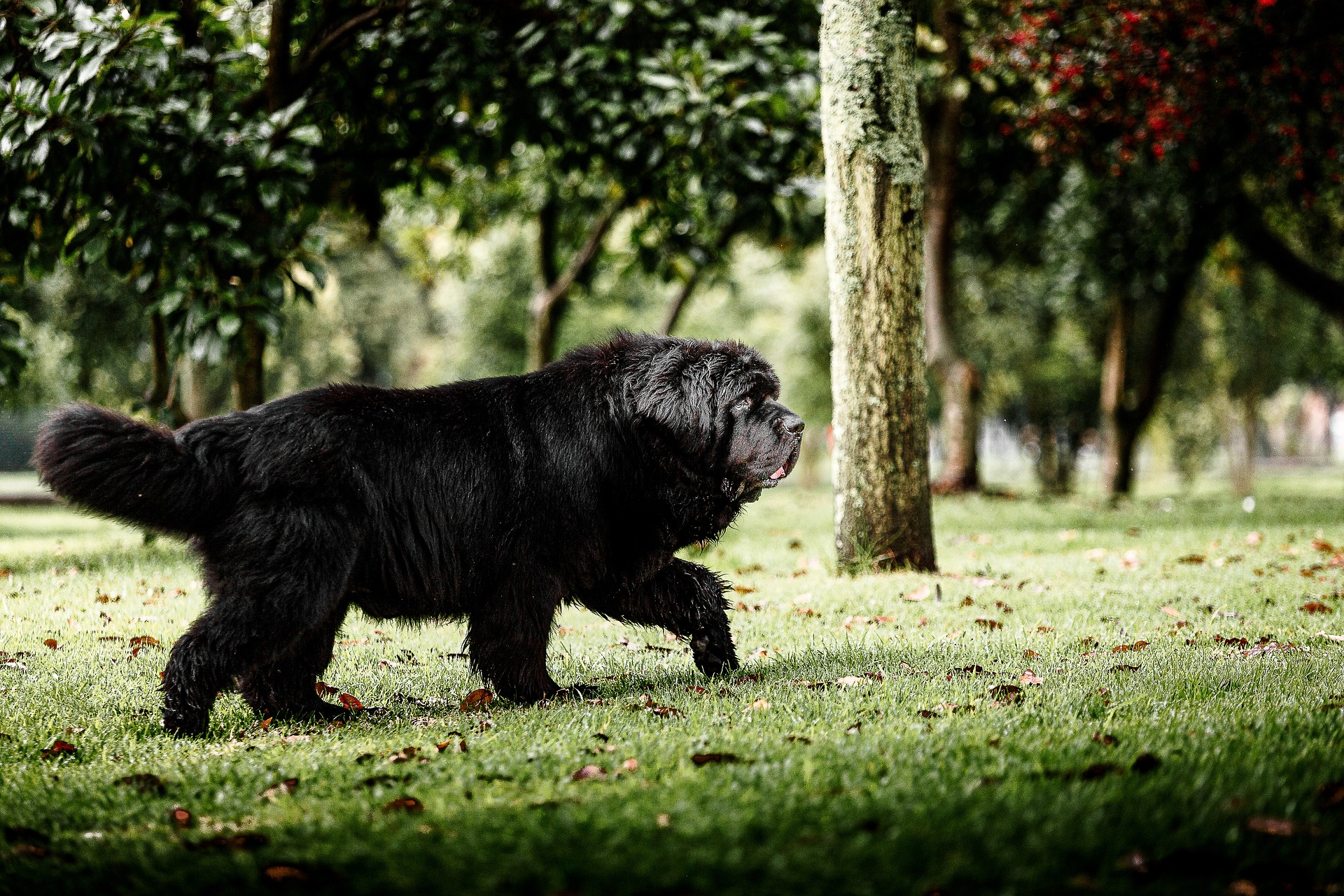Top 7 des grands chiens de couleur noir